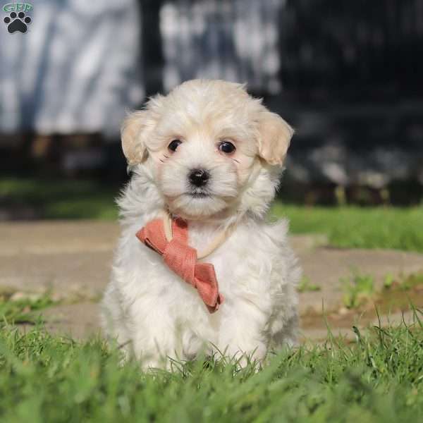 Elliot, Maltipoo Puppy